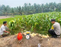 Ubinan Jagung Di Desa Kalimantan Paloh Hasil Panen Diperkirakan Capai 1,7 Ton