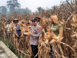 Panen 6 Ton Jagung, Polsek Sengah Temila Dorong Masyarakat Optimalkan Lahan Produktif