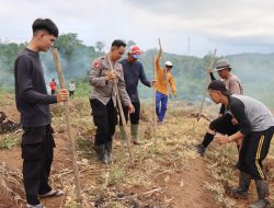 Dukung Ketahanan Pangan Polres Melawi Tanam Kembali Jagung Hibrida