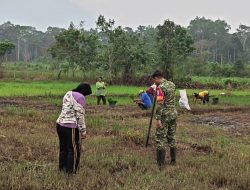 Di Sela Hari Libur Babinsa Kodim 1206/Putusibau Bantu Warga Tanam Padi
