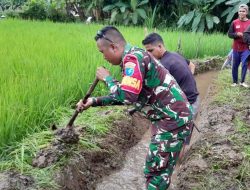 Turun Ke Lahan Babinsa Hulu Gurung Bersama Petani Pacu Produktivitas Pertanian Di Desa Tani Makmur