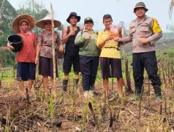 Semangat Tak Kenal Cuaca Bhabinkamtibmas dan Petani Serta PPL Kompak Tanam Jagung Di Pawis Hilir