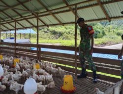 Dorong Ketahanan Pangan Babinsa Badau Kopda Dwi Apriyanto Sambangi Kandang Ayam Warga Di Desa Janting