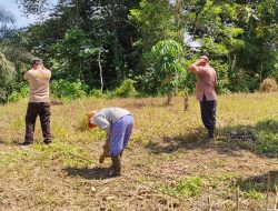 Polsek Sokan Dan Warga Nanga Potai Bersinergi Tanam Jagung Hibrida