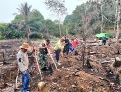 Turun Ke Ladang Babinsa Batang Lupar Tanam Padi Bersama Warga Hidupkan Semangat Gotong Royong