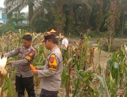 Polsek Nanga Pinoh Dukung Swasembada Pangan Melalui Panen Jagung Hibrida Di Desa Paal