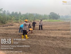 Dukung Ketahanan Pangan Polsek Nanga Pinoh Bersama Kelompok Tani Tanam Jagung Hibrida