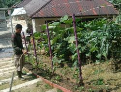 Perawatan Tanaman P2L Satbrimob Polda Kalbar Langkah Nyata Dukung Ketahanan Pangan