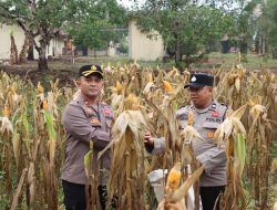 Tiga Kali Panen Polres Melawi Terus Buktikan Komitmen Dukung Ketahanan Pangan Lewat Jagung Hibrida