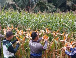 Terus Dorong Ketahanan Pangan Perbatasan Panen Jagung Hibrida Di Entikong Tembus 15,36 Ton/Ha