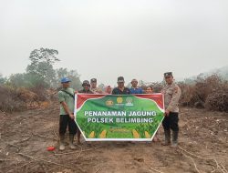 Dukung Ketahanan Pangan Polsek Belimbing Bersama Kelompok Tani Laksanakan Penanaman Jagung Hibrida