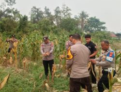 Panen Jagung Hibrida Di Kelakik Polsek Nanga Pinoh Dukung Swasembada Pangan