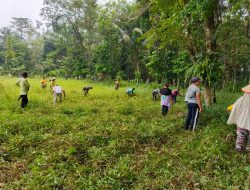 Wujud Sinergi Nyata, Satgas TMMD Ke-130 Kodim 1209/Bengkayang Bahu-Membahu Bersihkan Lapangan Bola Sebujit Baru