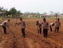 Lahan Kosong Disulap Jadi Kebun Jagung Polres Melawi Tunjukkan Pengabdian Lewat Aksi Nyata