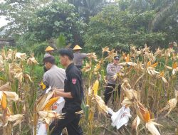 Panen 2 Ton Jagung Hibrida Polsek Nanga Pinoh Dan Petani Melawi Perkuat Ketahanan Pangan
