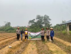 Dukung Program Ketahanan Pangan Kapolsek Nanga Pinoh Bersama Personel Dan Kelompok Tani Tanam Jagung Hibrida Di Desa Manggala