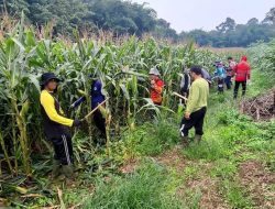 Dukung Ketahanan Pangan Nasional Perawatan Tanaman Jagung Terus Dioptimalkan