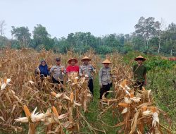 Panen Jagung Hibrida Di Tanjung Sari Polisi Dan Petani Bersinergi Wujudkan Ketahanan Pangan