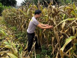 Dukung Swasembada Pangan Polsek Noyan Panen 5,44 Ton Jagung Hibrida